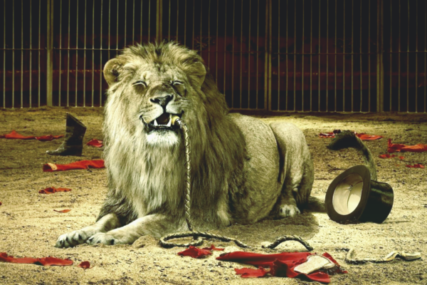 В Украине могут запретить работу зоопарков и цирков