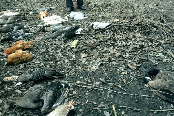 СМИ пишут, что в Киеве уничтожают редких птиц из-за неконтролируемых застроек