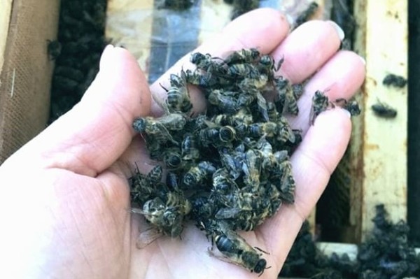 На Закарпатье вновь 