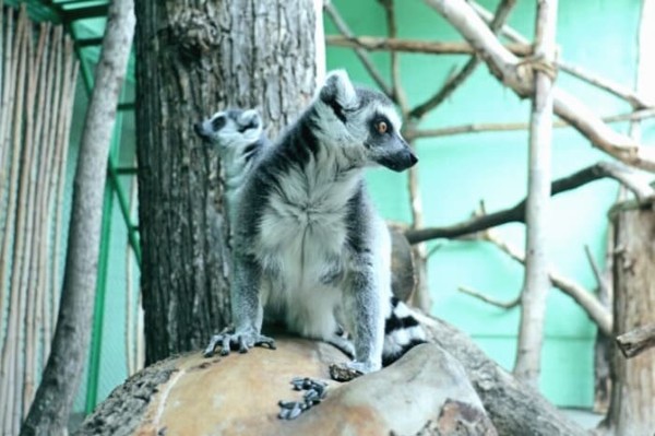 В Киевском зоопарке создали вольер в виде острова для лемуров