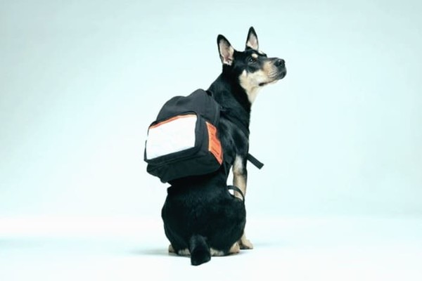 В Украине впервые начали создавать рюкзаки для собак (фото)