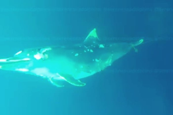 В Черном море нашли кладбище убитых дельфинов. Видео