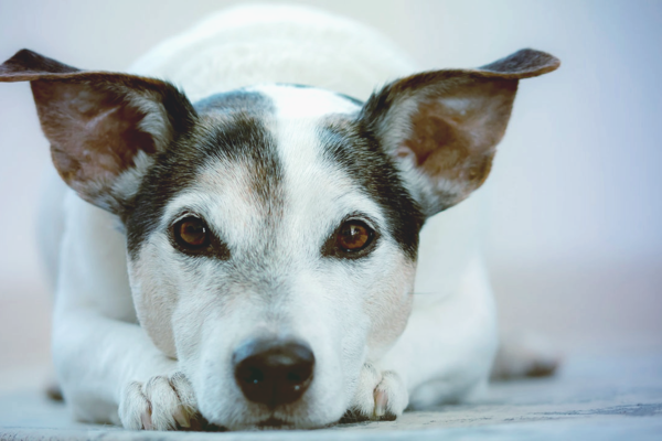 Ученые провели исследование и выяснили, что собаки определяют коронавирус лучше, чем экспресс-тесты