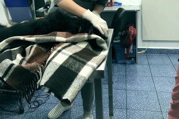 В Киеве пьяный мужчина убил собаку, выкинув ее с 4 этажа многоэтажки