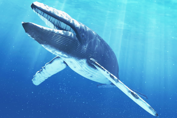 Ученые благодаря «песням» нашли  в океане популяцию вымирающих синих китов 