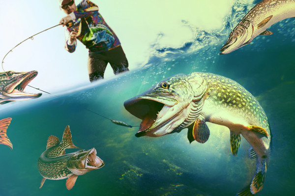 Платная рыбалка в Киеве и под Киевом 2021: цены и места