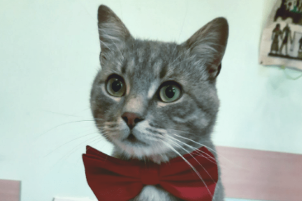  В Черновцах коммунальщики приняли на работу кота: ему доверили вести Facebook