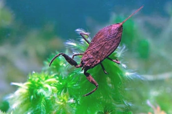 На одном из пляжей Киева нашли водяного скорпиона: опасен ли он для человека (фото)