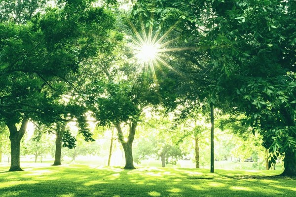 Научный прорыв: киевские эксперты выяснили, что в тени прохладнее, чем на солнце