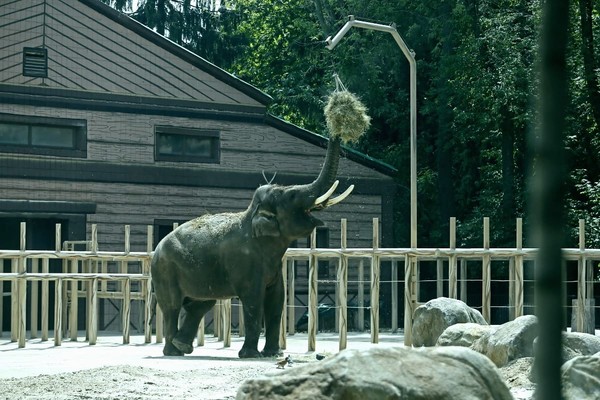 В Киевском зоопарке открыли новый летний вольер для слона (фото)