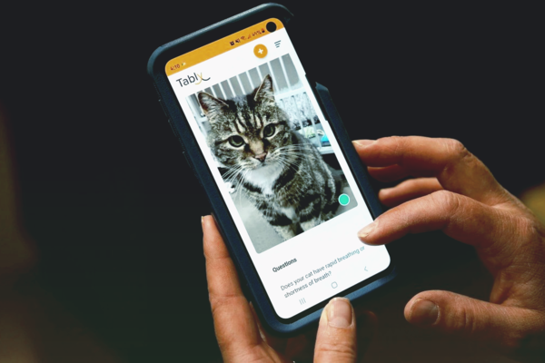 Появилось мобильное приложение, которое определяет самочувствие кота по фотоснимку