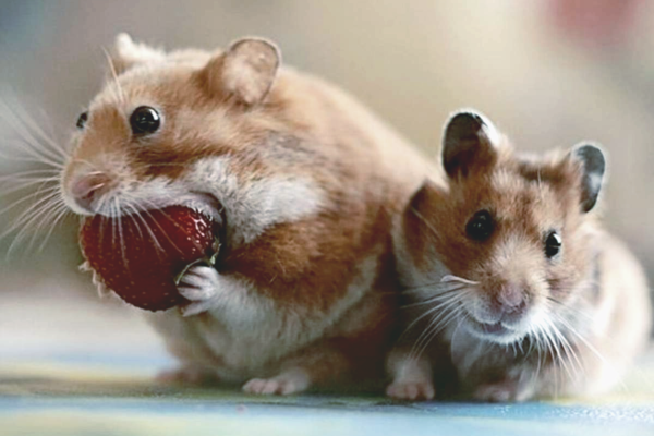 Киевский зоопарк выпустил в дикую природу редких хомяков