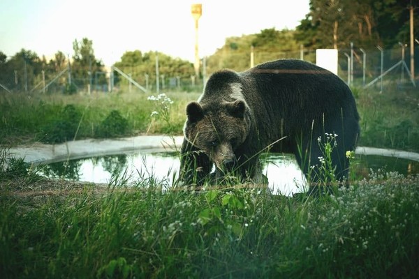 Под Киевом открылся центр реабилитации медведей под открытым небом