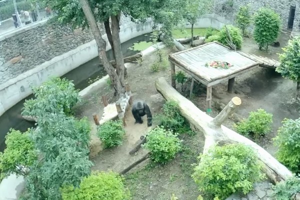 В Киевском зоопарке обустроили новый летний вольер для гориллы Тони (видео)