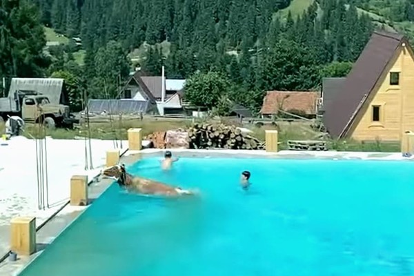 В Карпатах к туристам в бассейн прыгнула корова (видео)