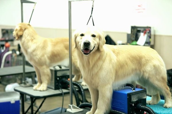 В киевской ветклинике собаке вместо груминга по ошибке сделали операцию