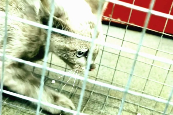 Блуждал туннелями: в киевском метро спасли котенка