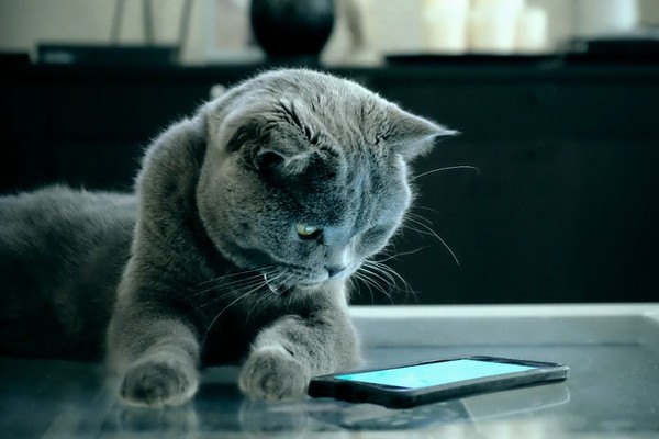 Идеальное совпадение: в Мюнхене одиноким питомцам создали аккаунты в Tinder