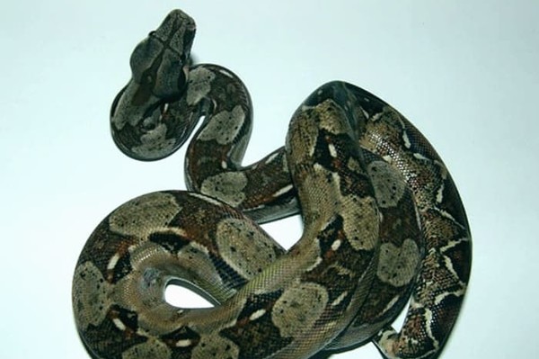 Людей не боится: в Киеве потерялся двухметровый удав Антон