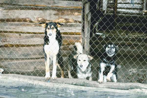 Украина входит в десятку стран с наибольшим числом бездомных животных