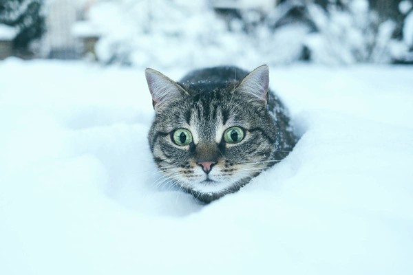 Метеорологи рассказали, когда в Украине может не быть зимы