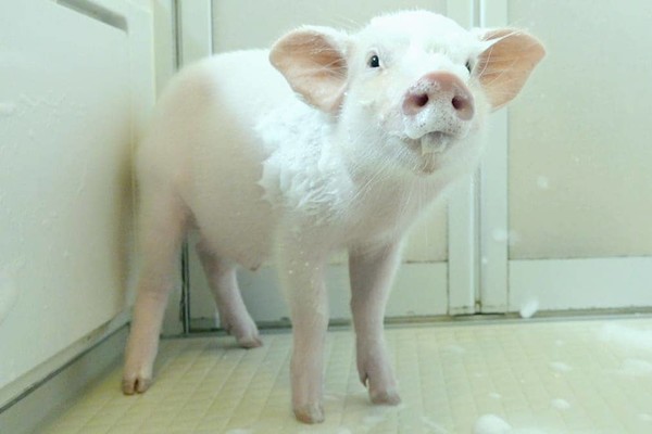 Японка 100 дней растила поросенка и снимала его на YouTube, чтобы потом съесть (видео)