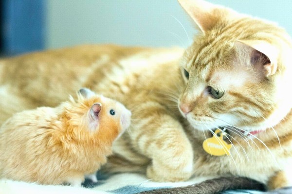 На ВДНГ в Киеве пройдет выставка бездомных котов, грызунов и рыб