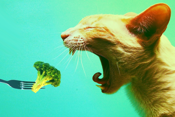 Как похудеть: 7 правил здорового похудения и советы диетолога