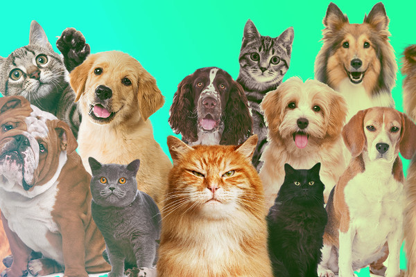 Приюты Киева: собака из приюта «Большое сердце» (фото)