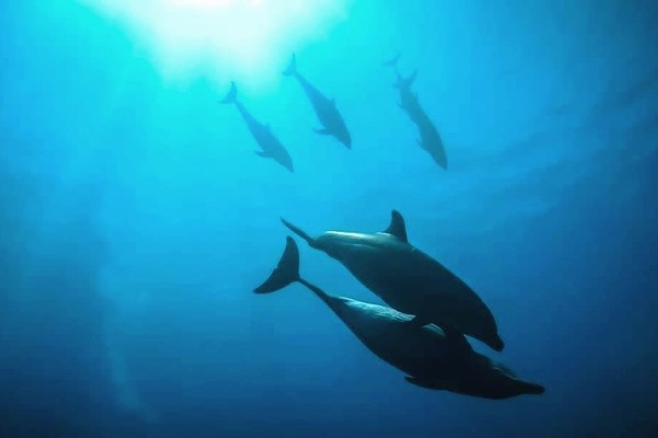 На Фарерских островах убили больше тысячи дельфинов ради развлечения (фото, видео 18+)