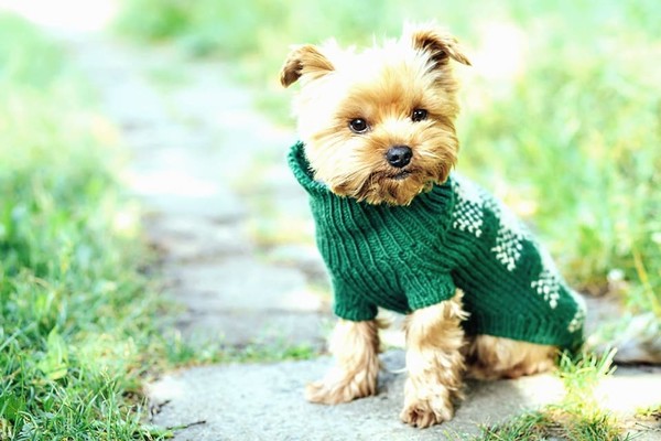 Ветеринары Киева рассказали, как правильно подобрать осеннюю одежду для собак