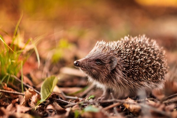 Осень-2021: Google выпустил свой новый анимационный дудл