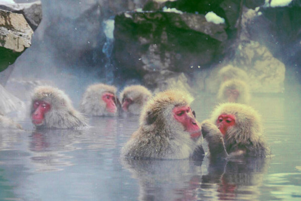 Термальные бассейны в Украине: куда поехать, чтобы оздоровиться 