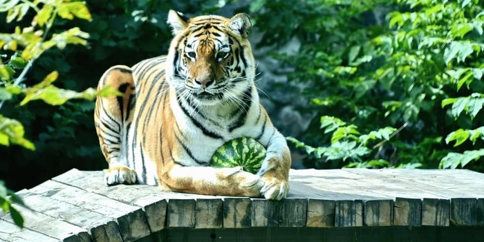 facebook.com/zoo.kyiv.ua