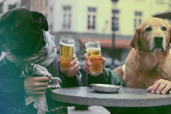 pet-friendly заведения Киева