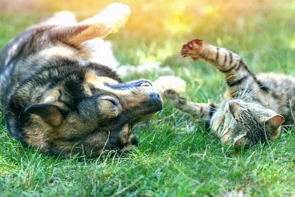 Киевлян приглашают отпраздновать Всемирный день защиты животных