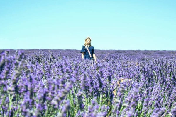 На левом берегу Киева появится небольшое лавандовое поле