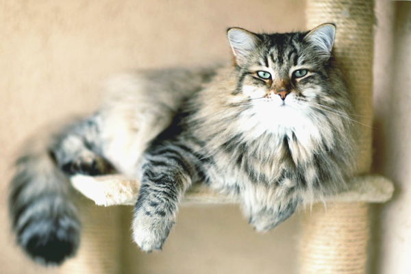 В Чикаго предприниматели массово берут на работу котов: зачем они это делают