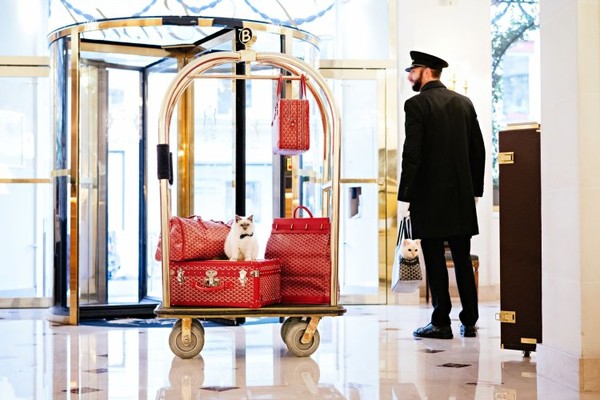 У знаменитого отеля Le Bristol Paris появился новый кошачий талисман 