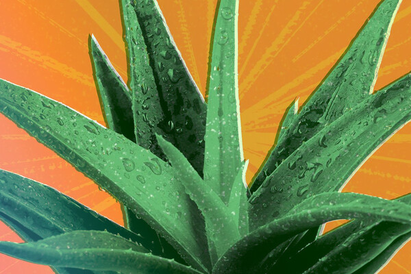 Самые неприхотливые домашние растения (обзор)