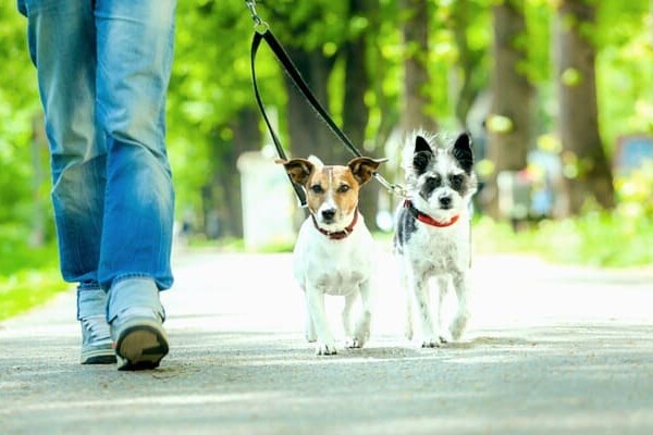 В Днепровском районе Киева открыли уже третью площадку для выгула собак (фото)