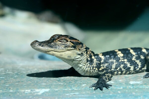 В одном из дворов Киева нашли крокодила во время прогулки (фото)