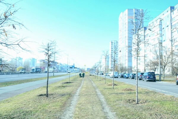 Зеленый барьер для очистки воздуха на проспекте Бажана 