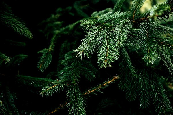 На Софийской площади в Киеве начали устанавливать новогоднюю елку (фото)