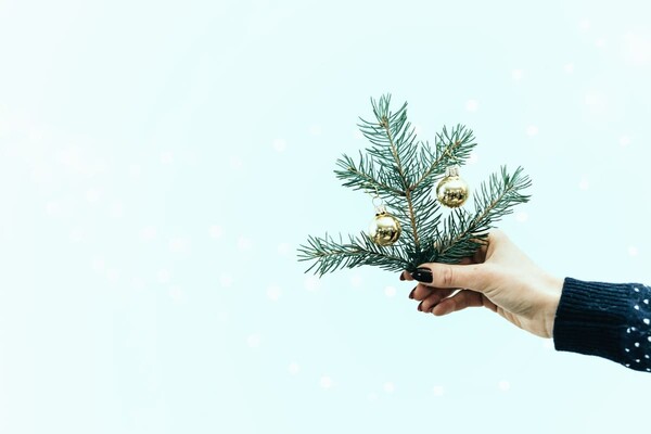 В Киеве откроются 187 локаций, где можно купить новогоднюю елку: цены деревьев