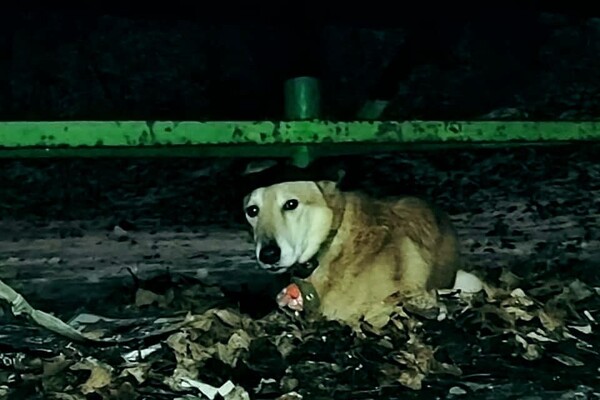 В Киеве оставили собаку и уехали на разработки 