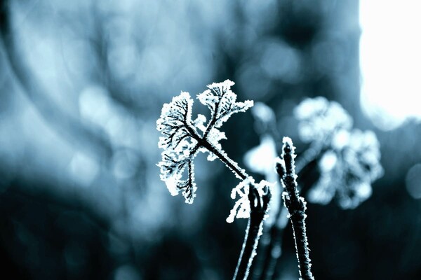 В Киеве прогнозируют сильные морозы