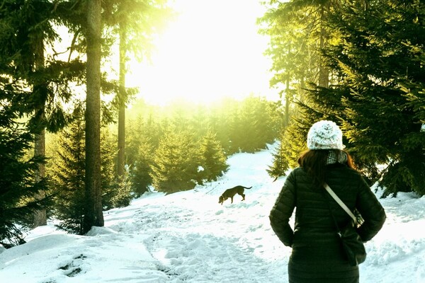 Зимнее солнцестояние 2021: Google представил новый дудл