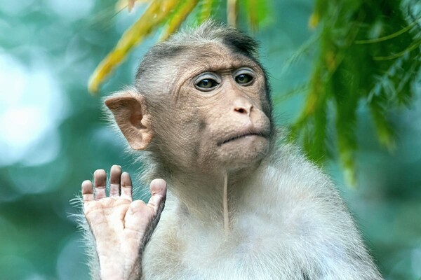 В Индии обезьяны убили сотни собак и напали на людей