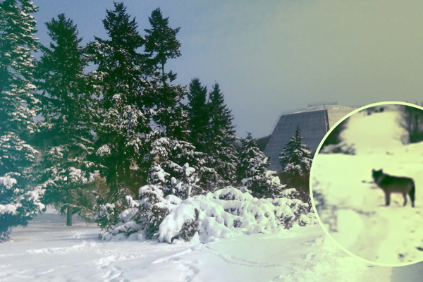 В Киеве заметили волка